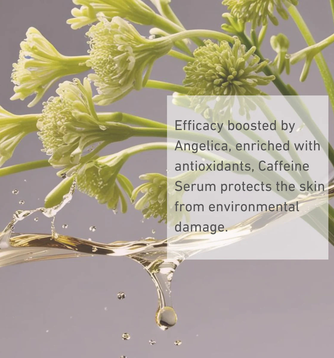 BIONNEX CAFFEINE 5% + ANGELICA SERUM